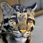 Nebelparder - Portrait - Zoo Dortmund