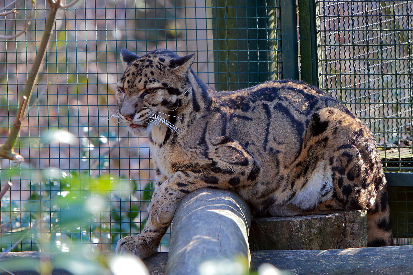 Nebelparder - Zoo Dortmund