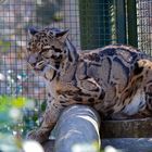 Nebelparder - Zoo Dortmund