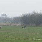 Nebelrehe in Nieblum ( Föhr )