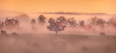 ~ NEBELSCHLEIER BEI SONNENAUFGANG ~