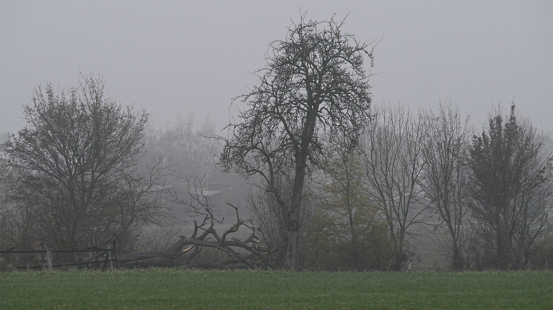 Nebelschleier - Bonjour Tristesse (color)