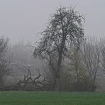 Nebelschleier - Bonjour Tristesse (color)