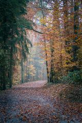 Nebelschleier im Wald