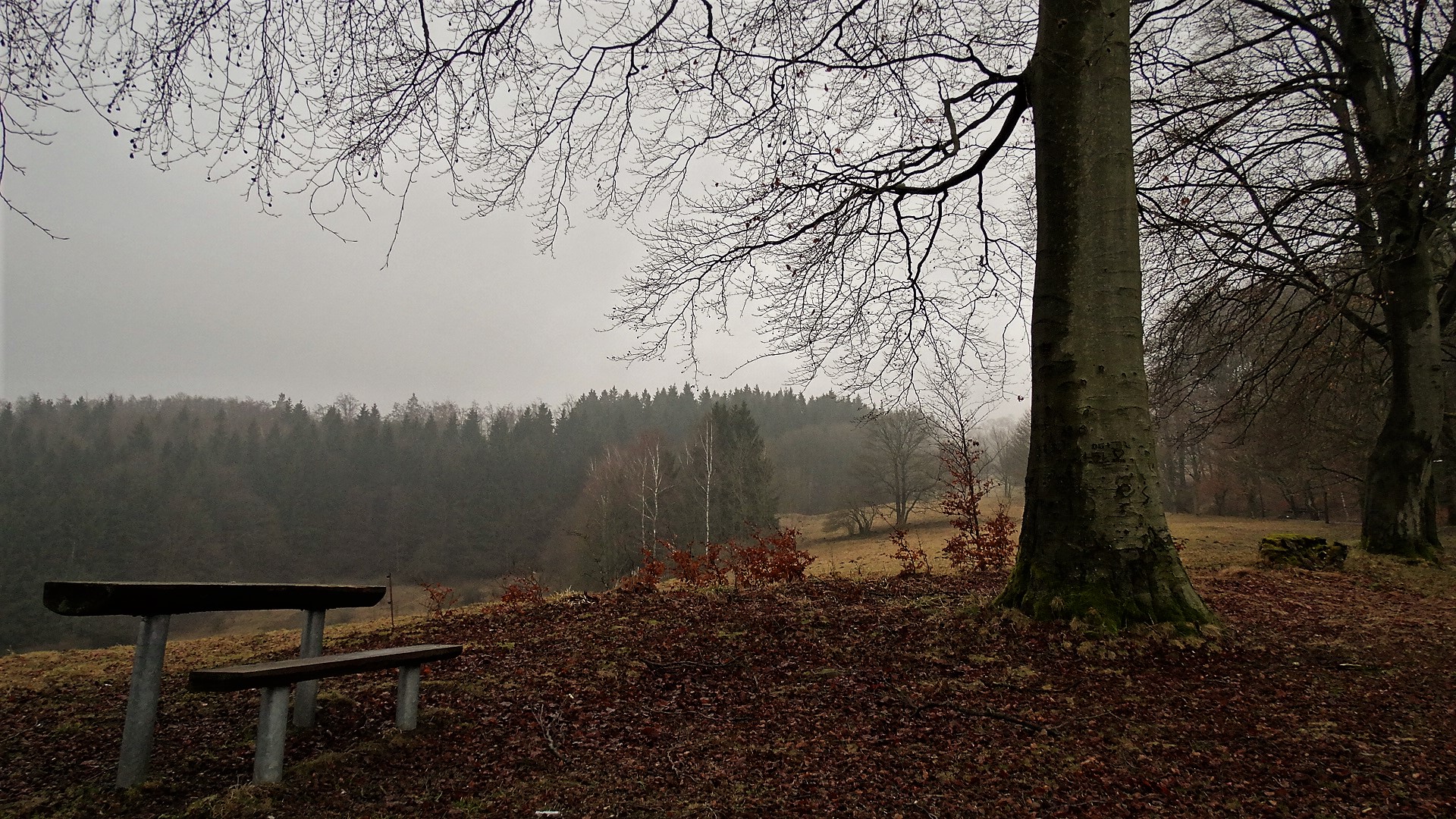 Nebelschleier verzaubern die Natur ...