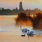 Nebelschwaden an der Alten Donau