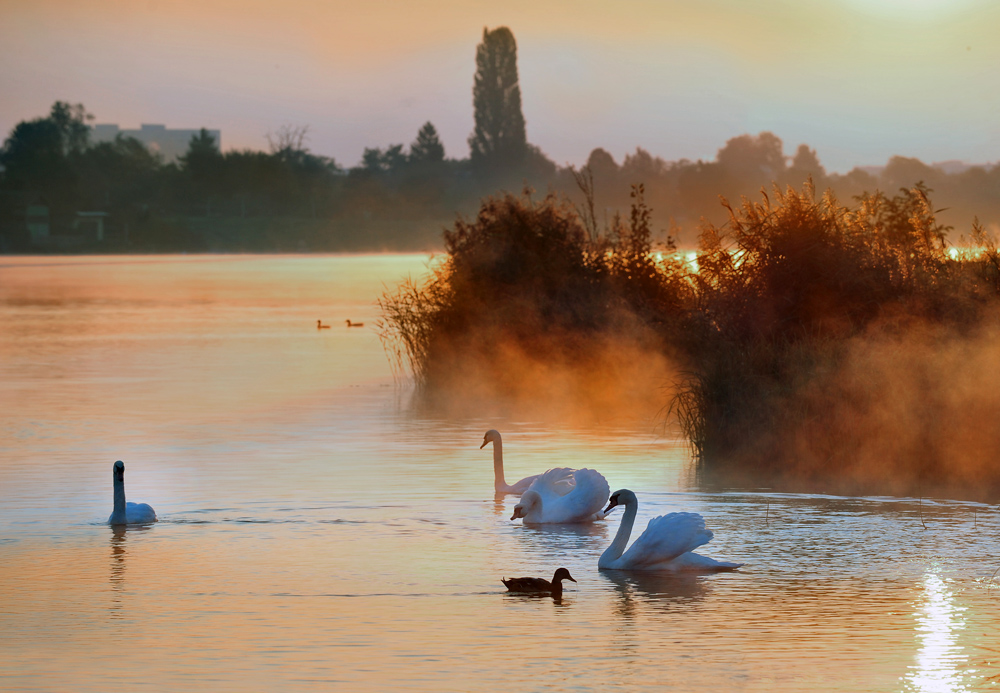 Nebelschwaden an der Alten Donau