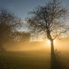 Nebelschwaden beim Sonnenuntergang