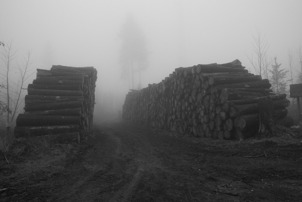 nebelschwaden durchziehen den wald