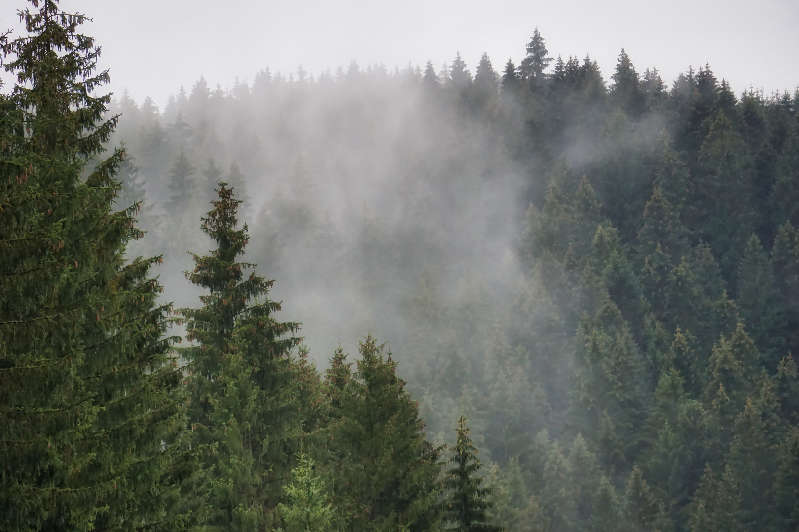 Nebelschwaden im Harz