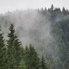 Nebelschwaden im Harz