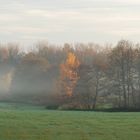 Nebelschwaden im Rußdorffer Holz