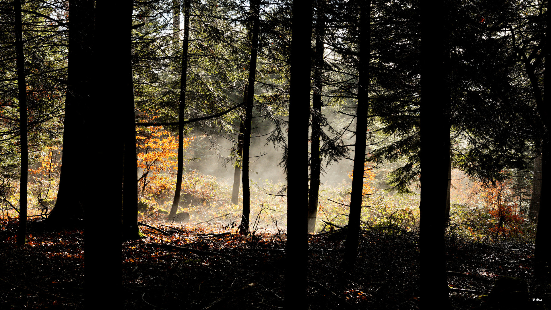 Nebelschwaden im Wald