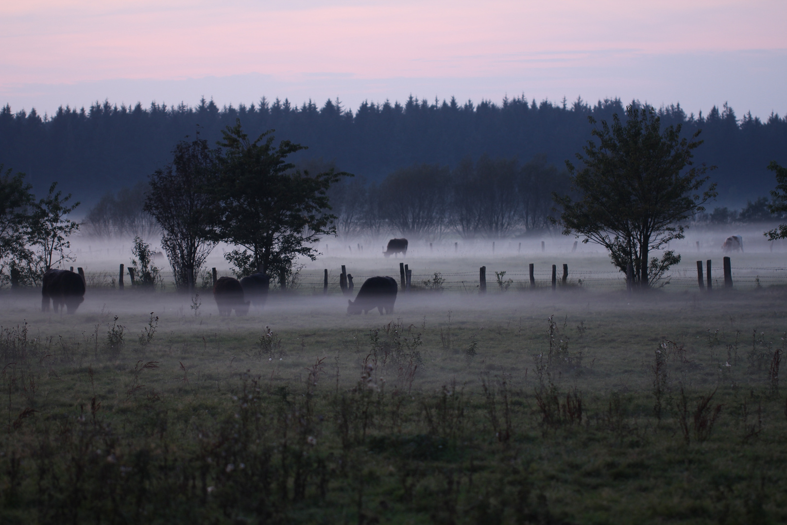 Nebelschwaden in Holstein