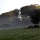 Nebelschwaden vor dem Wald