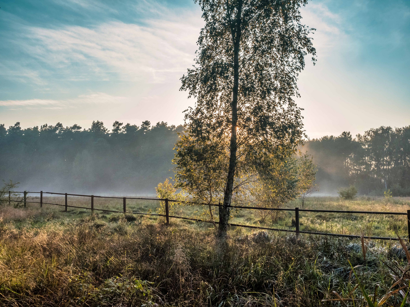 Nebelschwaden ziehen über die Wiese