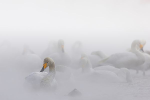 Nebelschwäne