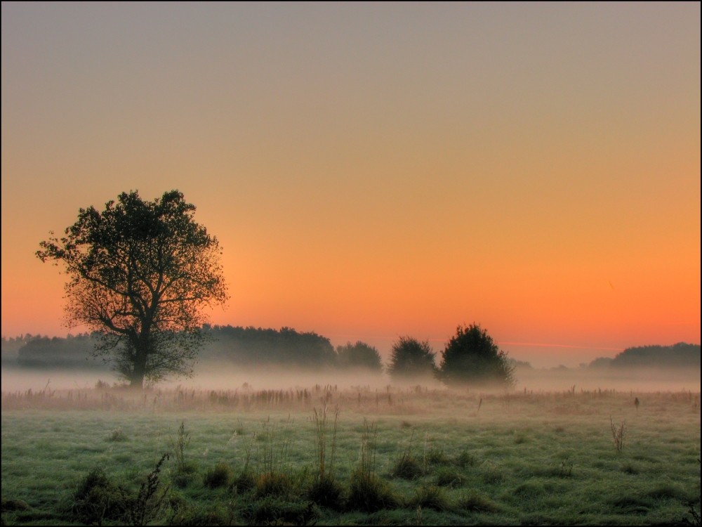 Nebelslandschaft am Morgen