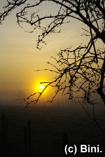 Nebelsonne