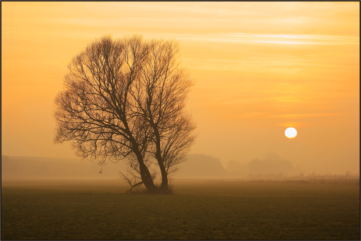 Nebelsonne