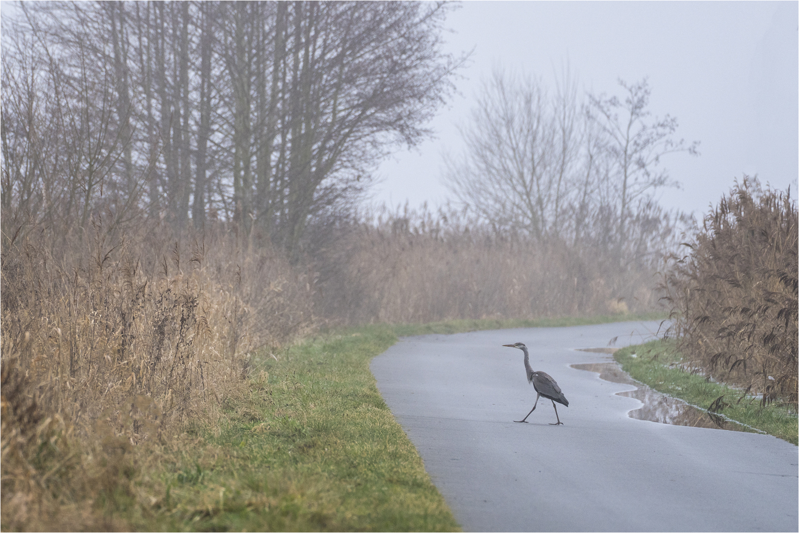 Nebelspaziergang..