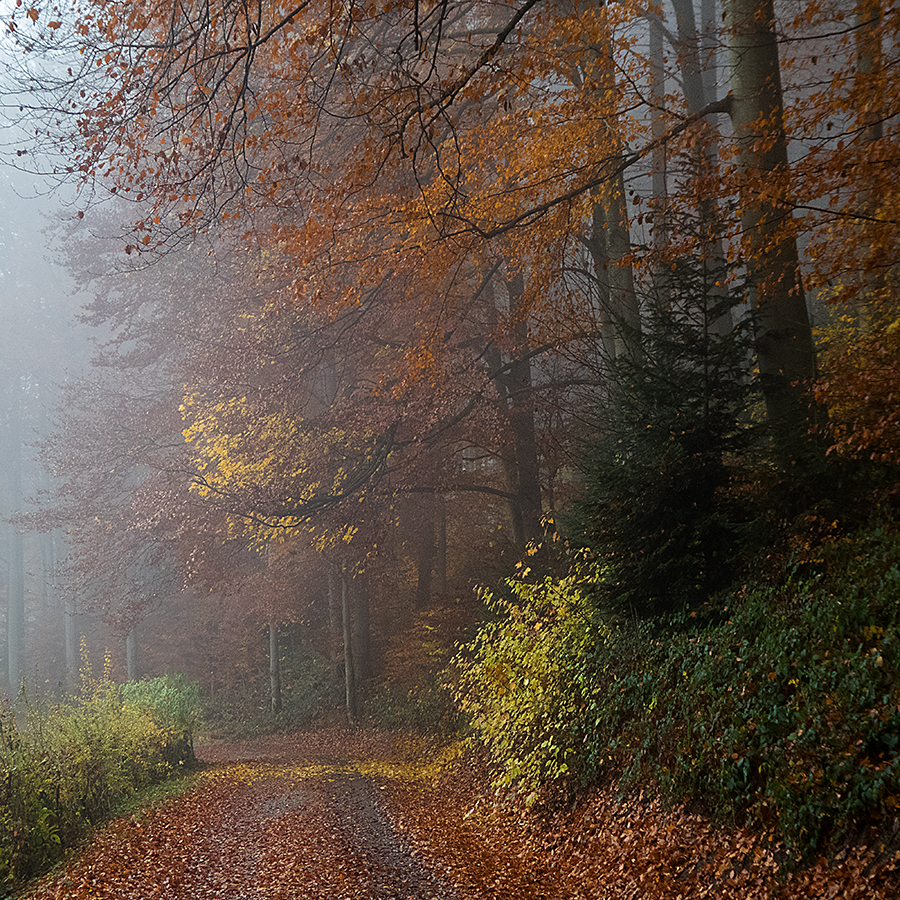 Nebelspaziergang