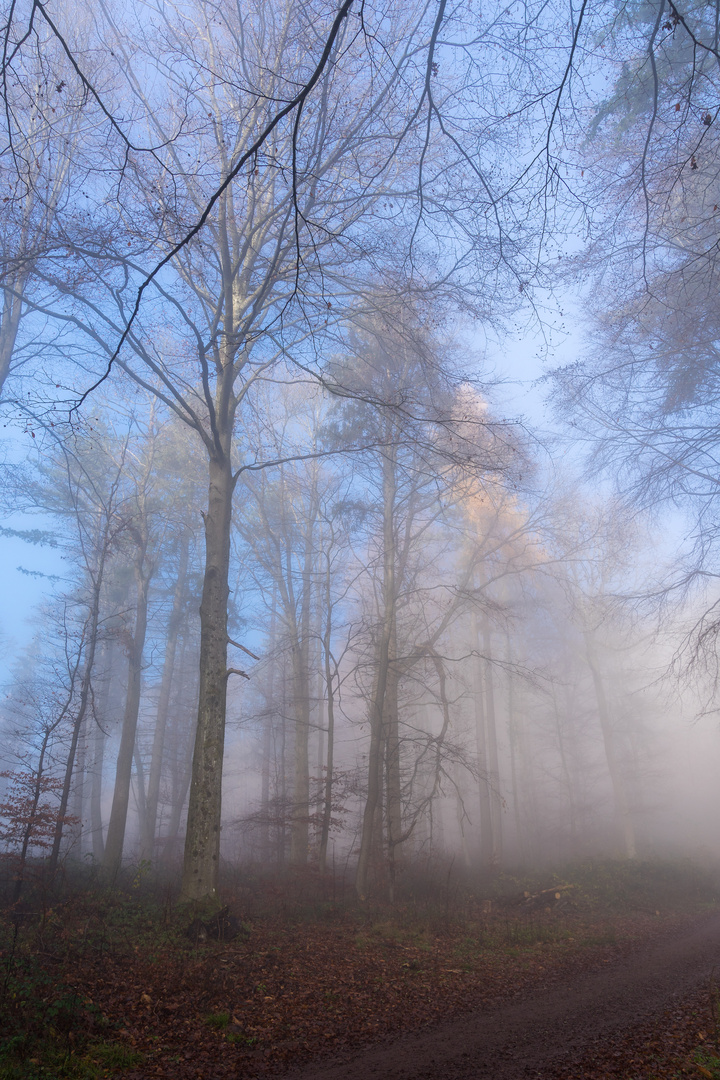 Nebelspaziergang