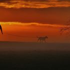 Nebelspaziergang mit Hunden