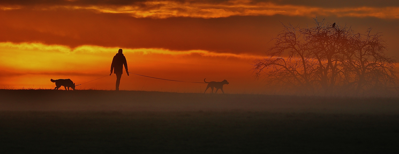 Nebelspaziergang mit Hunden