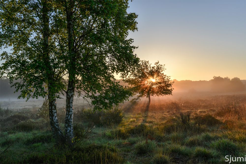 Nebelstern