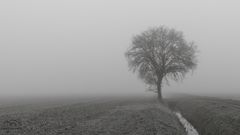 *** Nebelstimmung *** 