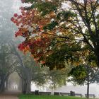 Nebelstimmung am Bootshafen/Schierstein (I)