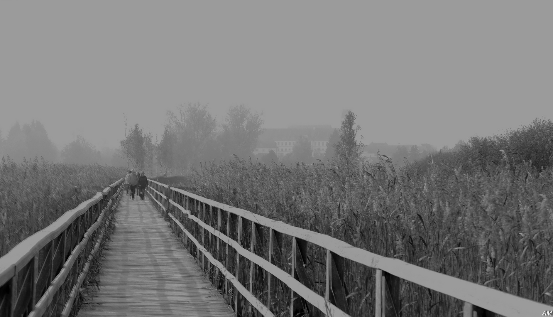 Nebelstimmung am Federsee