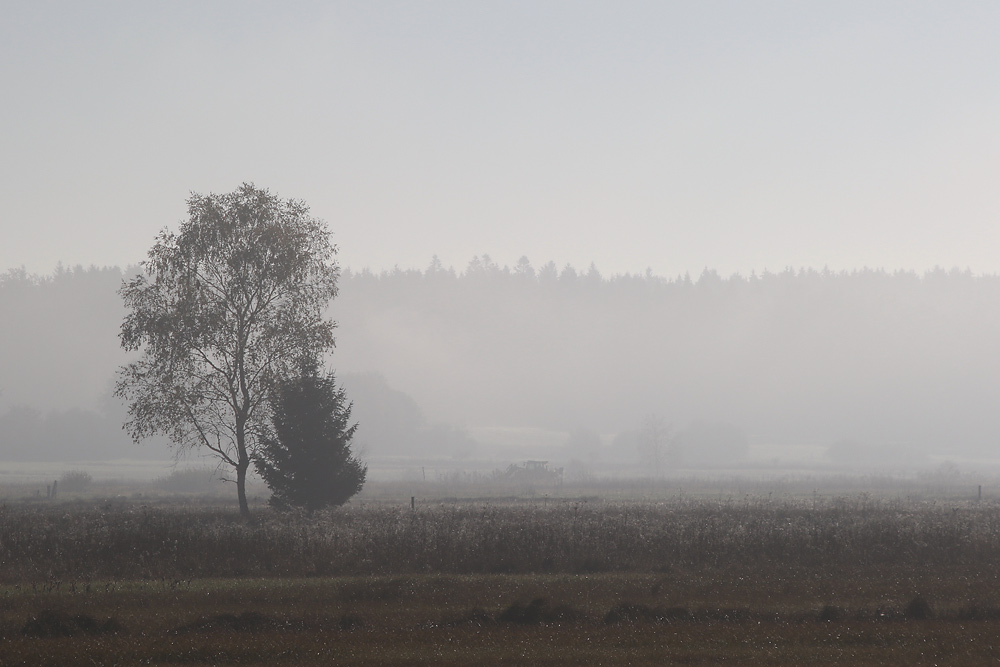 Nebelstimmung am Federseegebiet