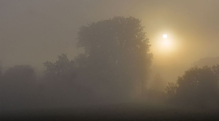 Nebelstimmung am frühen Morgen....