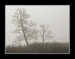 Nebelstimmung am Hartsee 3