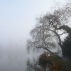 Nebelstimmung am Klostersee