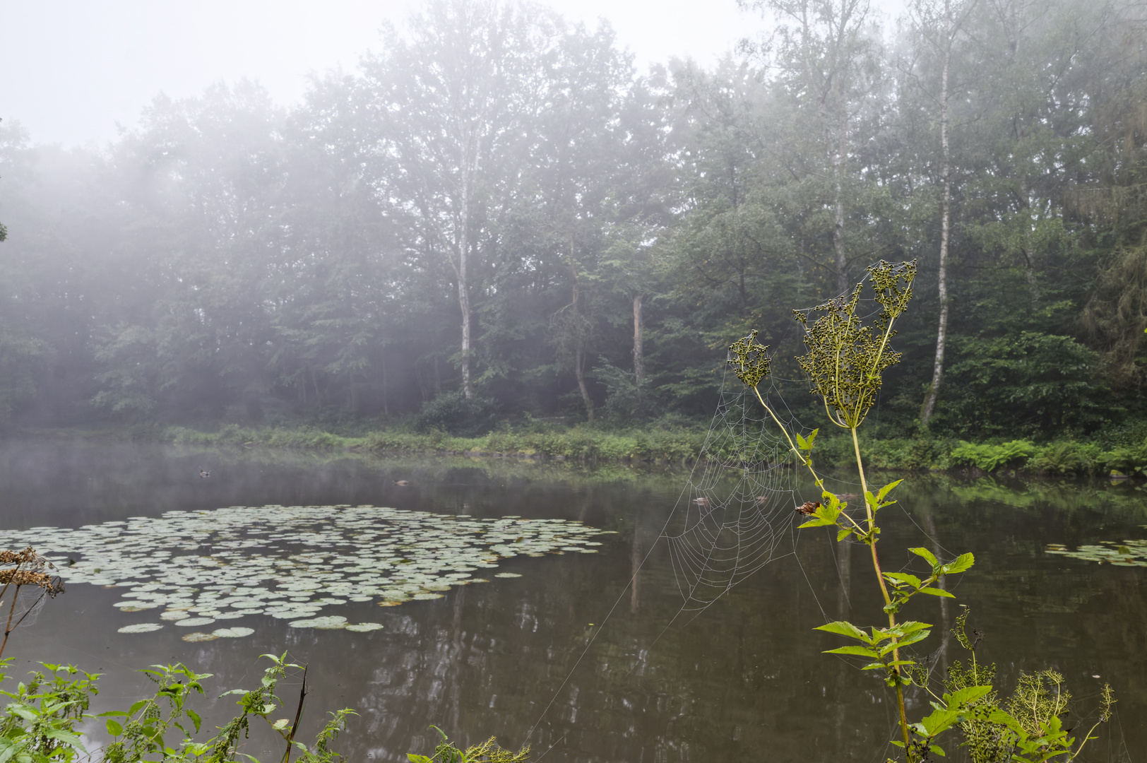 Nebelstimmung am Lasbachweiher