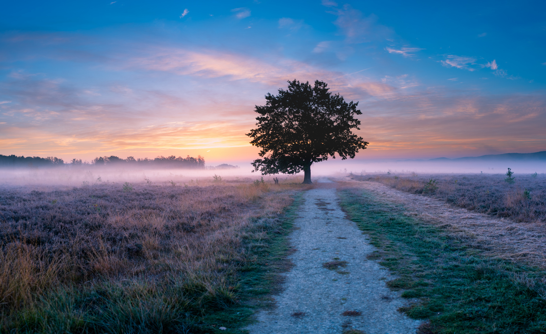 Nebelstimmung am Moor