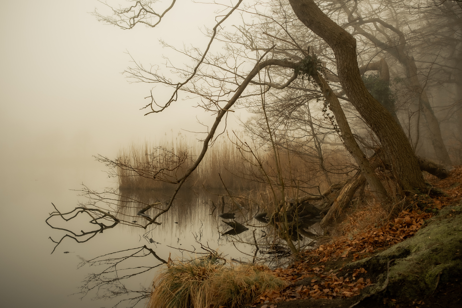 Nebelstimmung am See