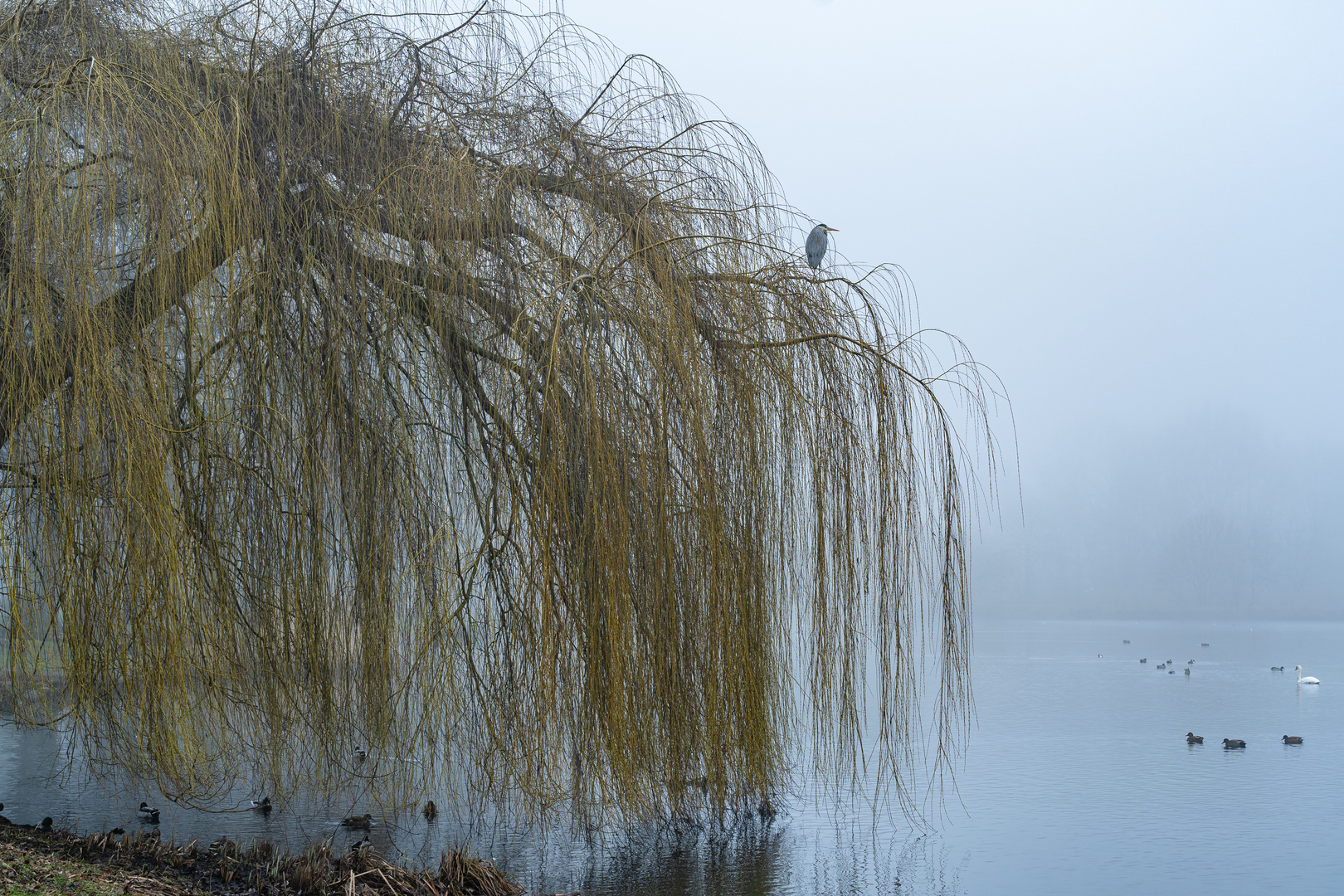 Nebelstimmung am See