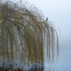 Nebelstimmung am See