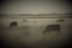 Nebelstimmung auf Amrum