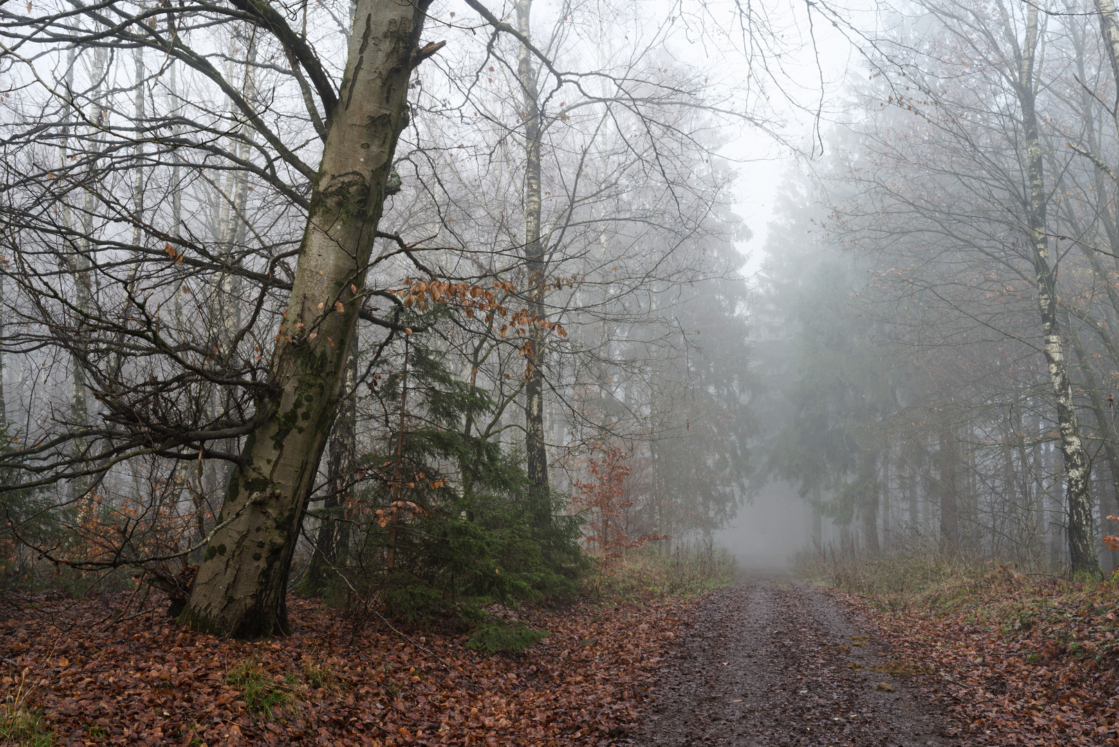 Nebelstimmung auf dem Waldweg