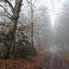 Nebelstimmung auf dem Waldweg