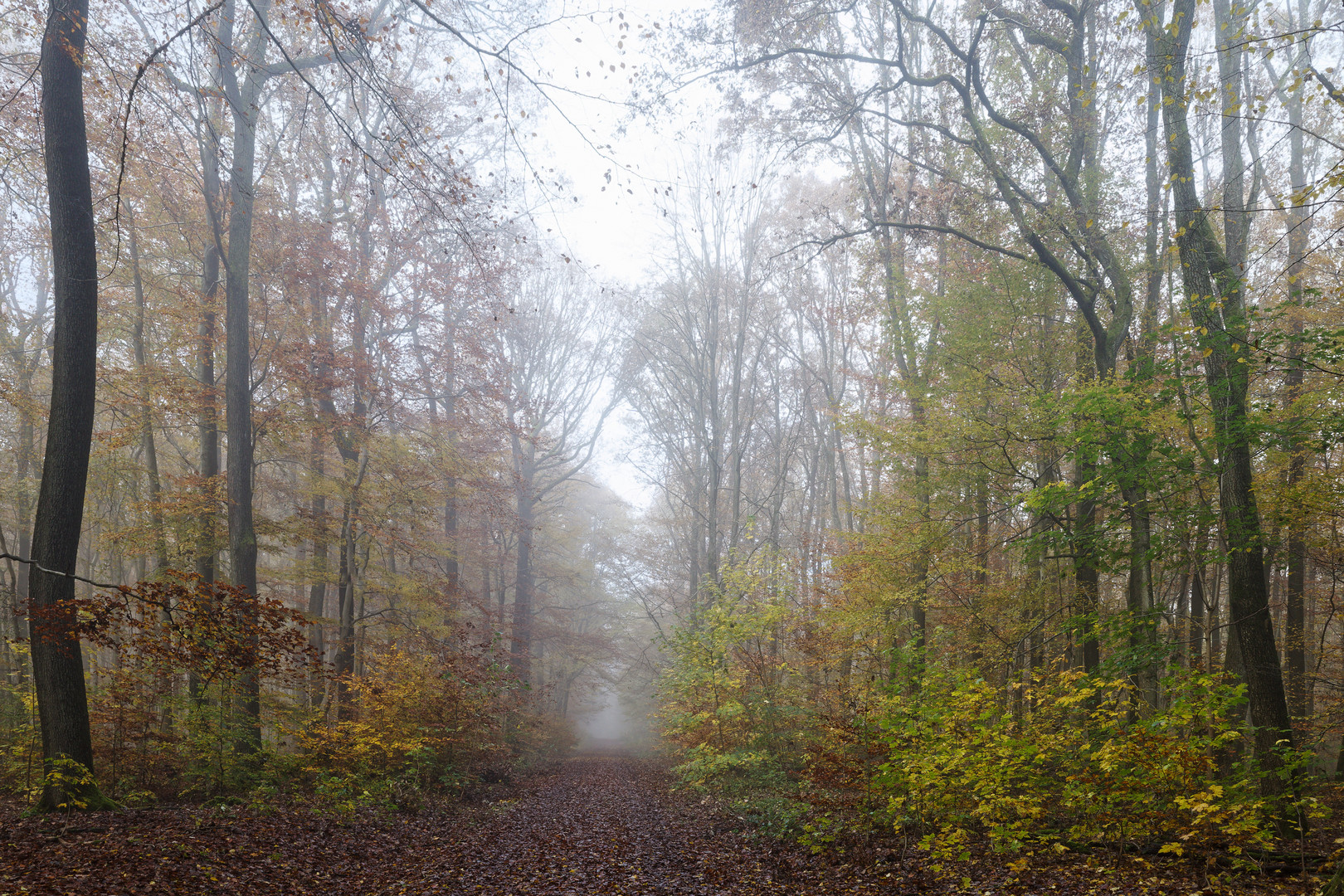 Nebelstimmung auf dem Waldweg