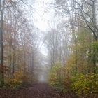 Nebelstimmung auf dem Waldweg