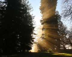 Nebelstimmung auf der Insel Mainau I