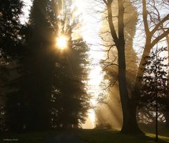 Nebelstimmung auf der Insel Mainau III