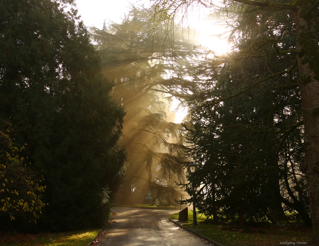 Nebelstimmung auf der Insel Mainau  IV